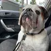 Hubert 🐾✨ - @hubertenglishbulldog - TikTok
