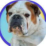 hubert bulldog - @hubert_english_bulldog - Instagram