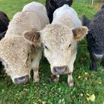 Hubert Breuer - @rurtal.galloways.heimbach - Instagram