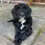 Norman Hubert Harrison - @normanharrison_sproodle - Instagram