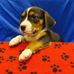 Hubert, The Basset Hound in Buck Lake - Facebook