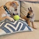 Hobartimus Maximus and Hubert Lewis - @hobie.n.huey - Instagram