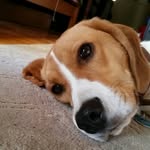 Hubert E. Lewis - @huey.lewis.dog - Instagram