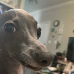 Hubert Milton - @hubert_the_iggy - Instagram