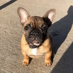Hubert - @hubertmoorethefrenchie - Instagram