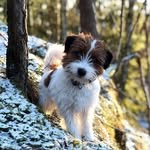 Hubert the Russell - @huberttherussell - Instagram