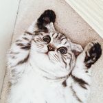 Hubert Wong - @huebiethecat - Instagram