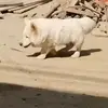 hubertwong - @hubert.wong7 - TikTok