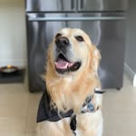 hudson archer and fam - @hudson_archer_the_goldie - Instagram