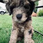 Hudson Haas - @whoodle_hudson - Instagram