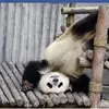 King panda5 - @hudsonholder1 - TikTok