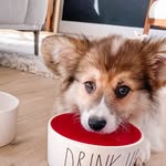 Hudson & Rory Sullivan - @hudson.thefluff - Instagram