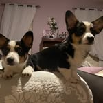 Hudson & Sullivan Awtrey - @the_tweedle_brothers - Instagram