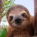 Hudson Sullivan - @sloths_will_rule_the_world7898 - Instagram
