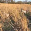 Hudson Walker - @walkervalleyquail - TikTok