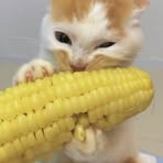 Hue Lu - Facebook