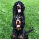Huey & Watson - @huey_watsonthegordonsetters - Instagram