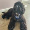 Hugo cooke  🐾 - @hugo.bean - TikTok
