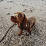 Hugo  I  The Cornish Sausage - @hugothecornishsausage - Instagram