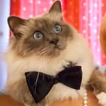 Hugo Denton - @hugothebirman - Instagram