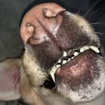 Dodge and Beans - @dodge_beans_hughes - Instagram