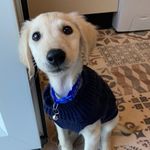 Hugo downey🐾 - @hugo_thesaluki - Instagram