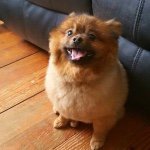 Hugo Downey - @pompomhugo - Instagram
