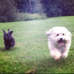 Hugo & Dudley - @hugoanddudleybros - Instagram