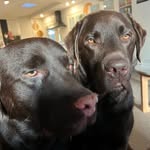 Hugo and Dudley - @hugoanddudley - Instagram