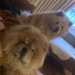 Hugo And Dudley - @chowfornowxx - Instagram