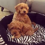 Hugo and Dudley Cockapoos 🐾 - @hugo_and_dudley_cockapoos - Instagram