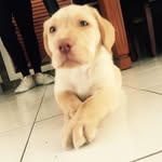 Hugo The Dudley Labrador - @hugobossthelabrador - Instagram