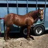 Harper Hughes - @harper.hughes38 - TikTok