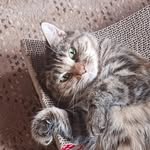 Hugh K. Hawk - @ggscats - Instagram