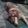 hughkirkpatrick0 - @hughkirkpatrick0 - TikTok