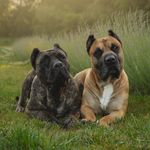 Hugo & Larkin - @hugo_larkin_canario - Instagram