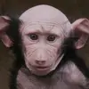 user7196380423175 - @hugh.li2 - TikTok