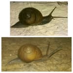Hugh Moss - @hughlooney1 - Instagram