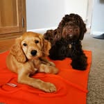 Hugo & Nancy Pryor - @hugothecockapoo_and_nancyroo - Instagram