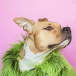 Hugh Roach - @ezypetzsupplies - Instagram