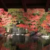 Hugh.Savage-Haynes - @appleuser675444437 - TikTok