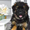 Hughston German Shepherds - @hughstongermanshepherds - TikTok