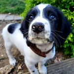 Hughie - @hughiethespringerspaniel - Instagram