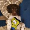 Hugo the english springer - @hugo.the.springerspaniel - TikTok
