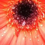 Rosemarie Hughes - @roespringerhughes - Instagram