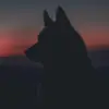 Wolf Hughes - @wolf_hughesyoutube - TikTok