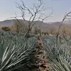 Hugo Barba - @hugobarba07 - TikTok