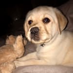 Hugo Barton - @hugo_the_yellow_lab - Instagram