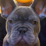 Hugo - @hugo_braund - Instagram