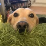 Hugo Francis Burton 🐶 - @hugoburton__ - Instagram